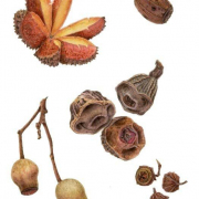 Australian Native Seeds