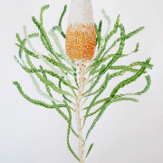 Banksia Prionotes