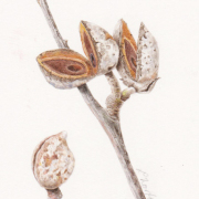 Hakea-seeds