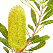 Banksia-integrifolia