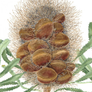 Banksia-serrata-cone