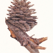 Pine-cone