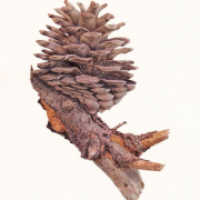 Pinus sp. Pine Cone
