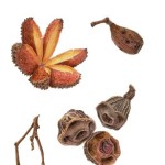 Australian Native Seeds