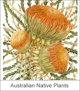 AustralianNativePlants-1-262x300